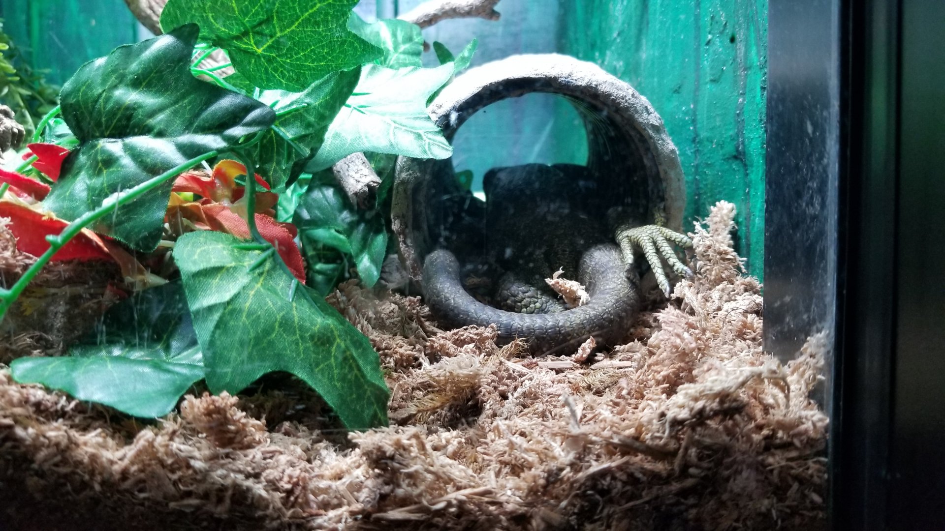 Elmwood Park - Prehensile-tailed skink