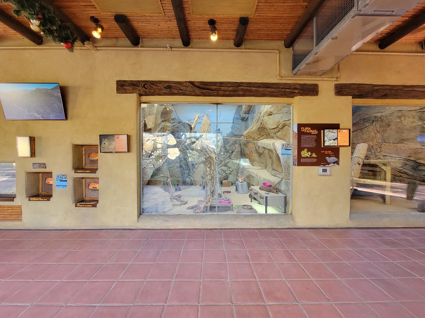 Elmwood Park - Rat / mixed exhibit / ocelot and cougar rotational exhibit