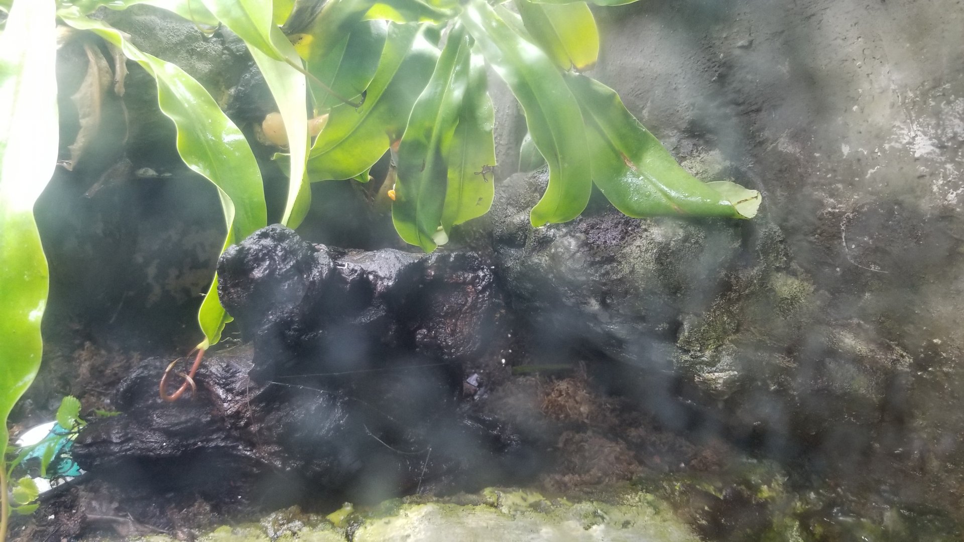 Elmwood Park - Red-eyed tree frog