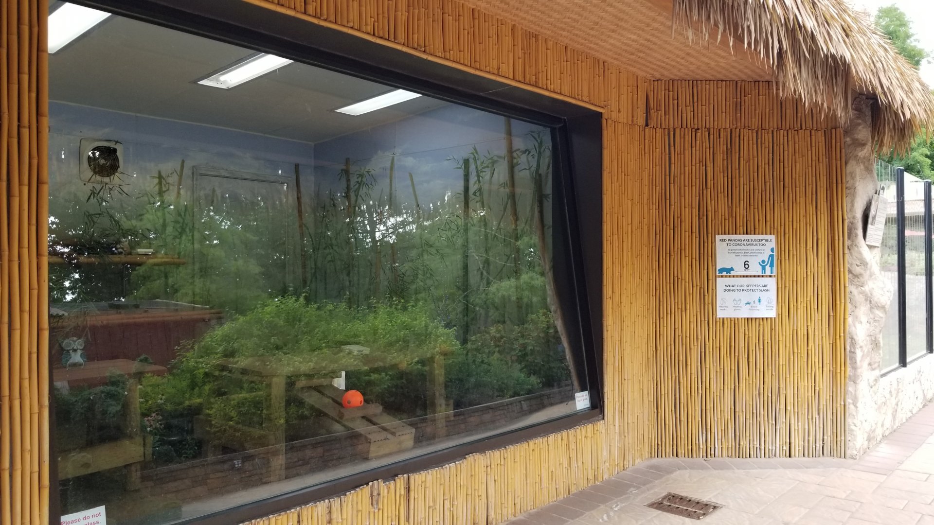 Elmwood Park - Red panda