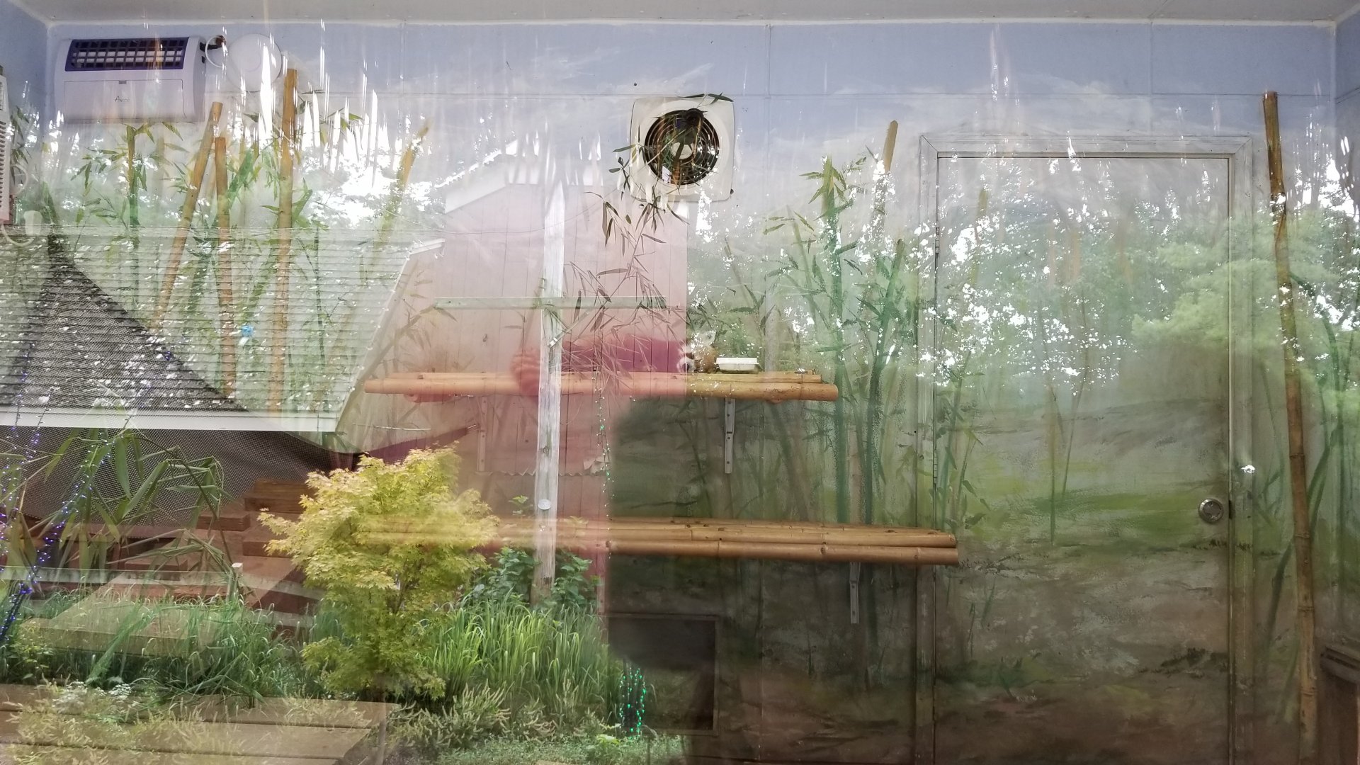 Elmwood Park - Red panda