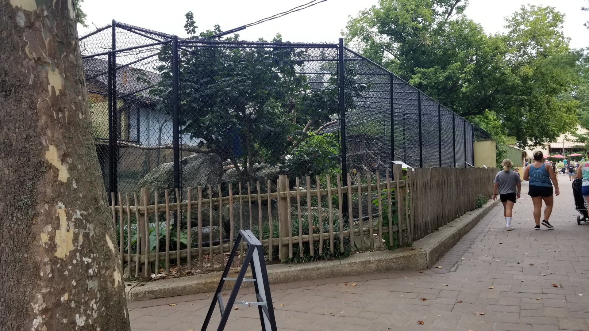 Elmwood Park - Red-tailed hawk