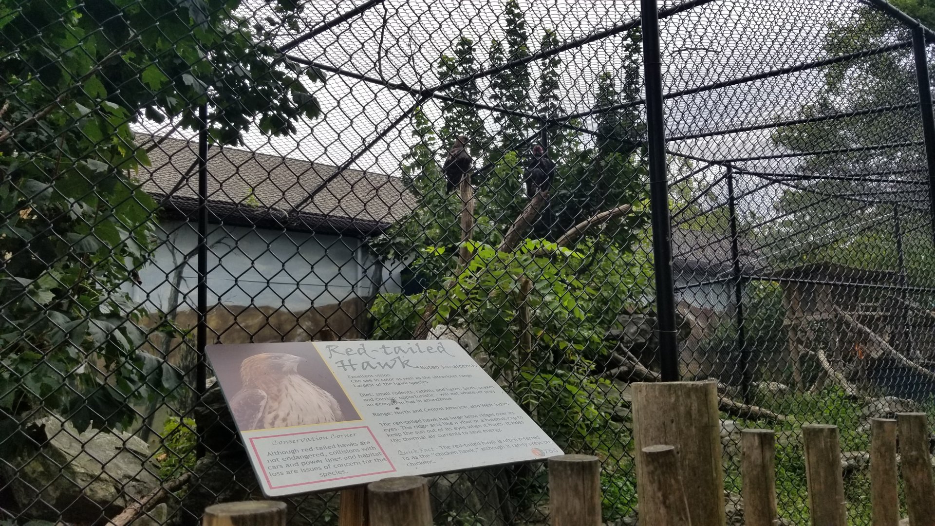 Elmwood Park - Red-tailed hawk