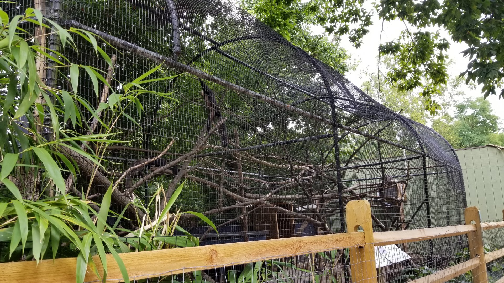 Elmwood Park - Saki, mara, iguana outdoor area