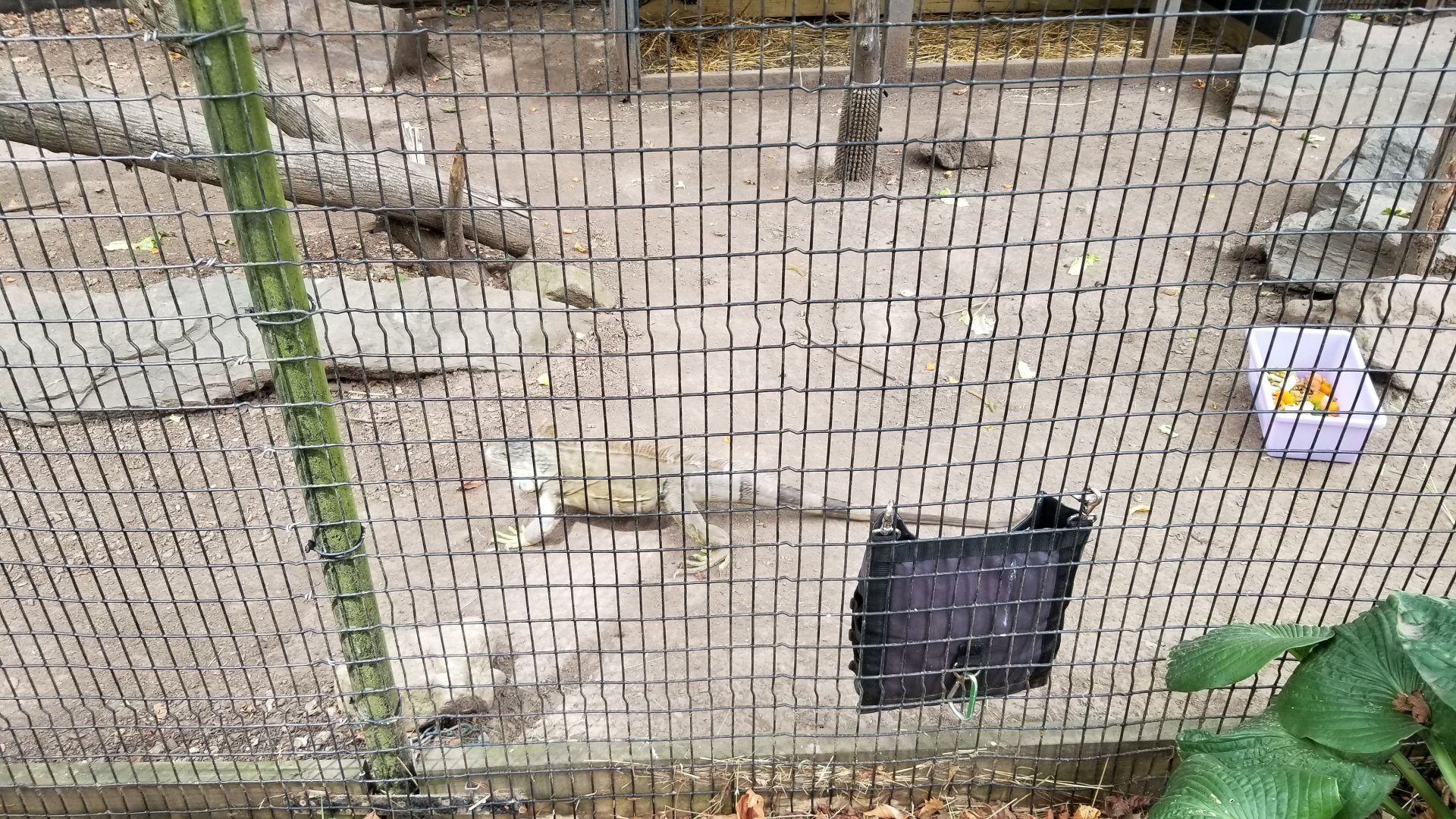 Elmwood Park - Saki, mara, iguana outdoor area