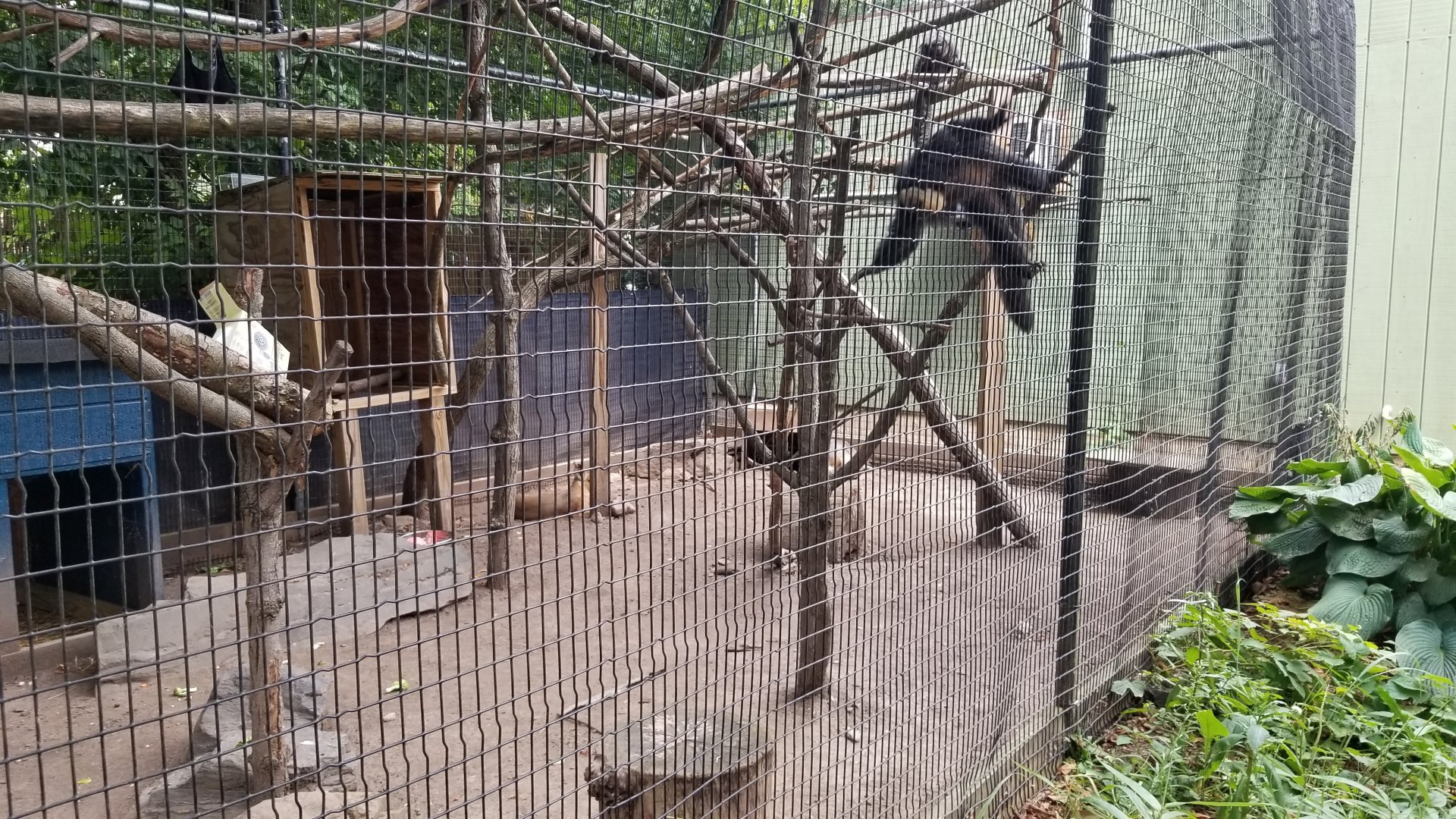 Elmwood Park - Saki, mara, iguana outdoor area