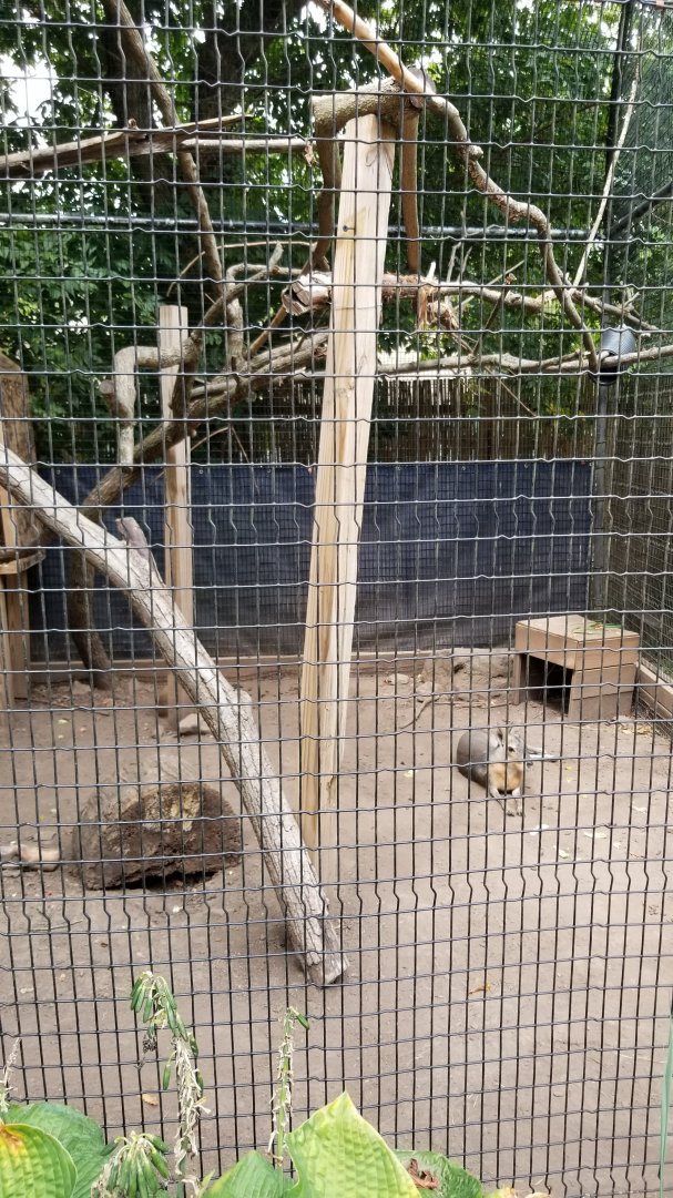 Elmwood Park - Saki, mara, iguana outdoor area