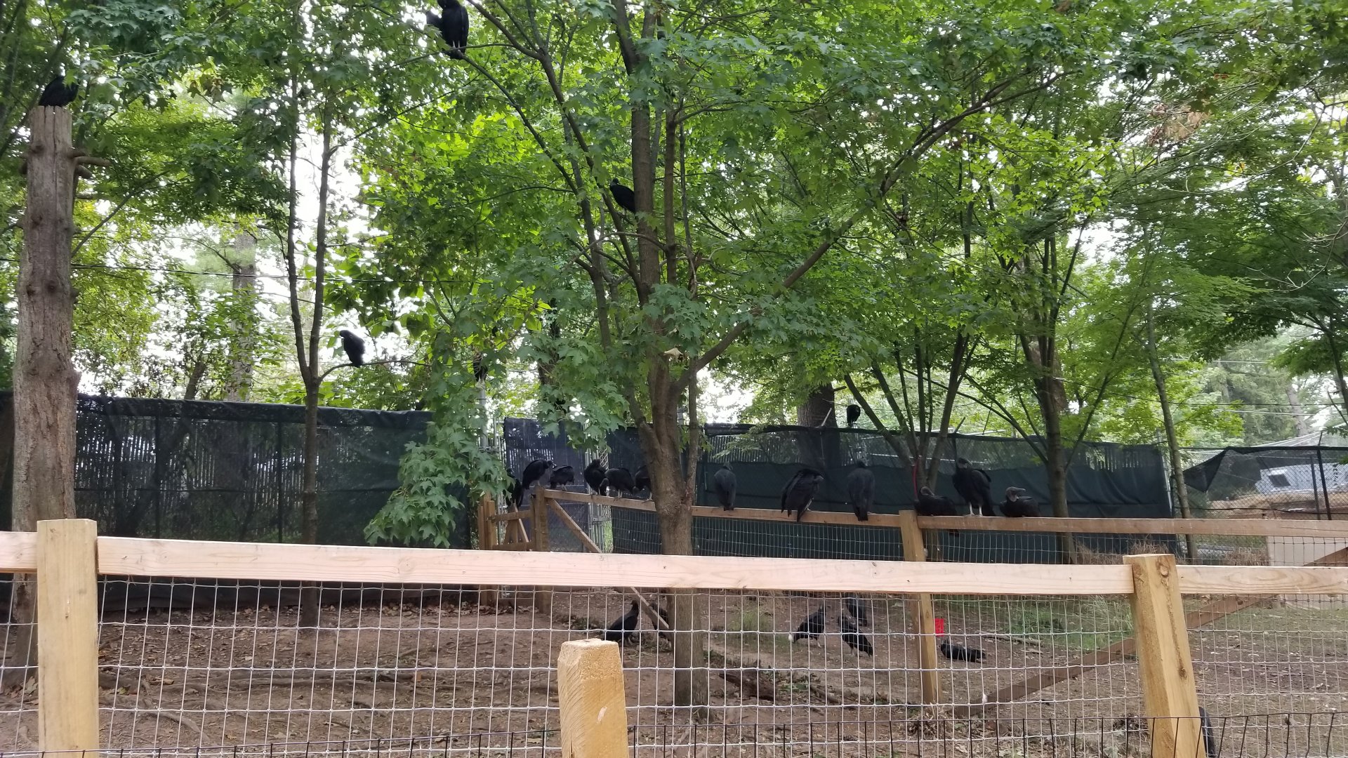 Elmwood Park - So many black vultures