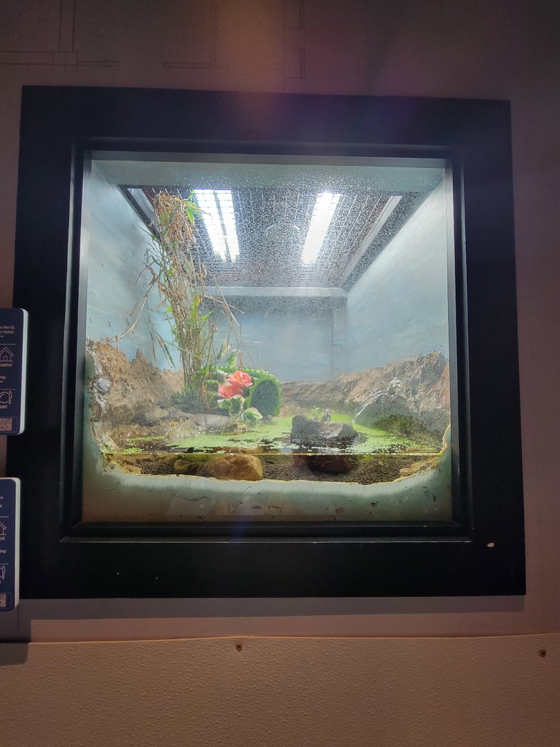 Elmwood Park - Spotted turtle