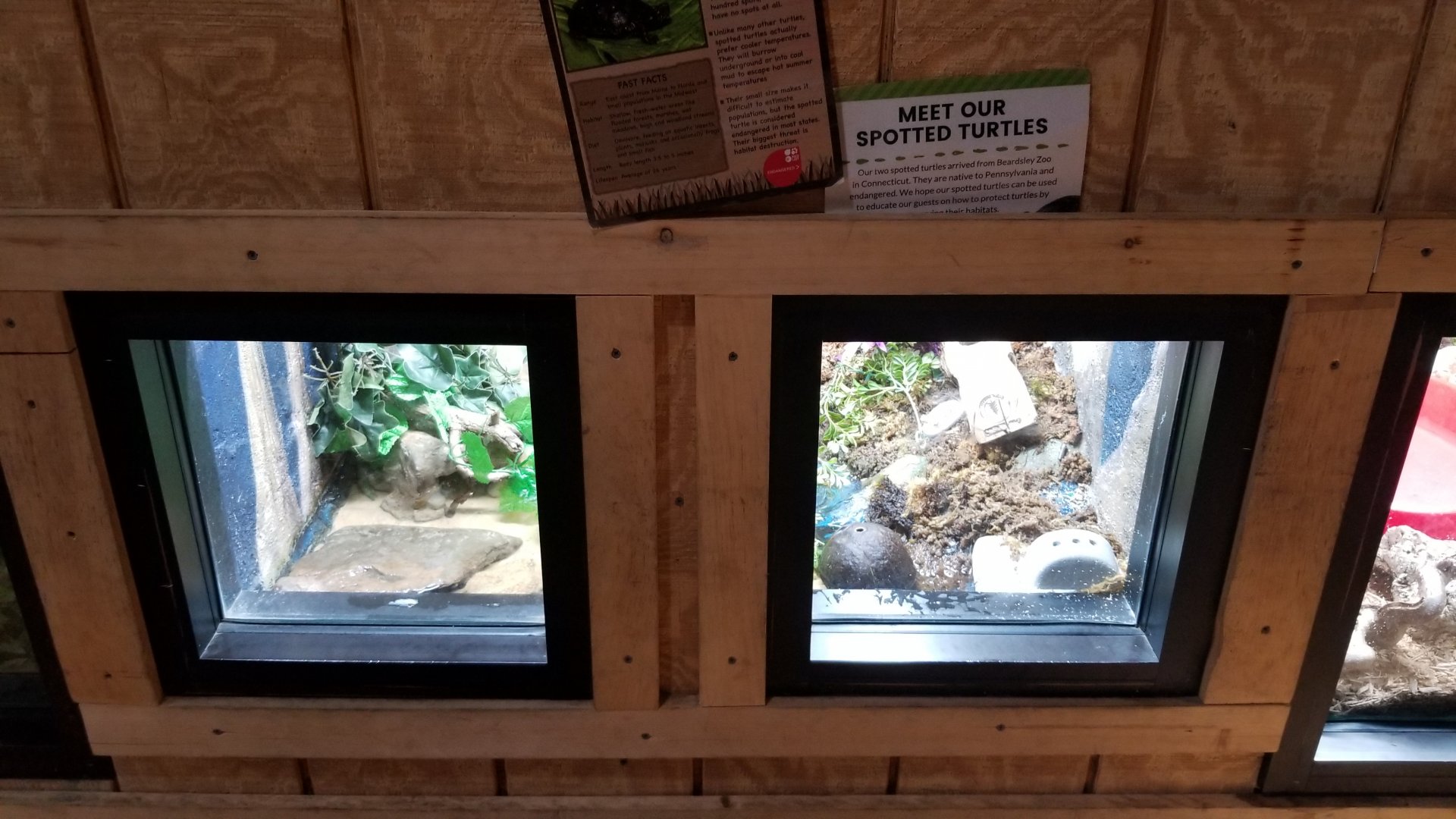 Elmwood Park - Spotted turtles