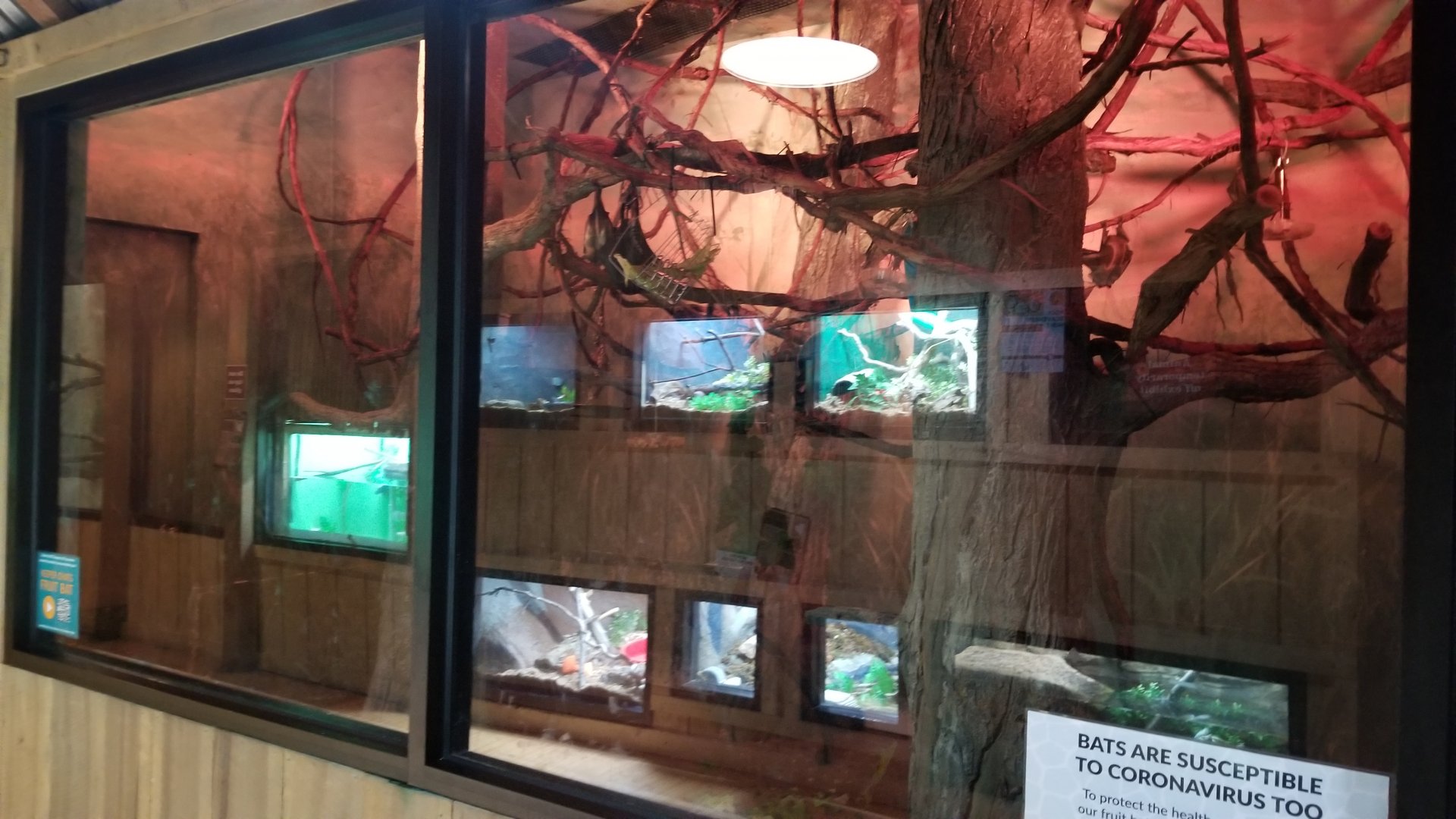 Elmwood Park - Straw-colored fruit bat