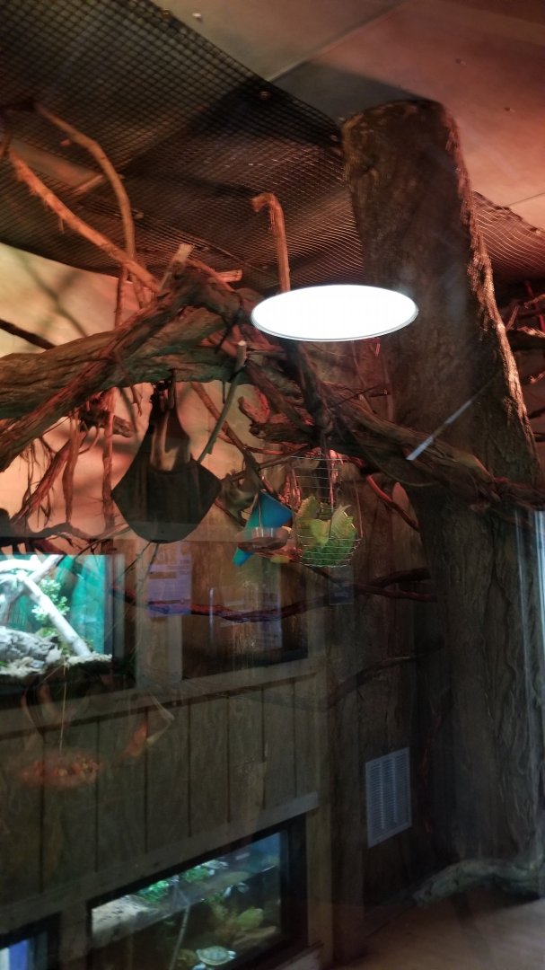 Elmwood Park - Straw-colored fruit bat