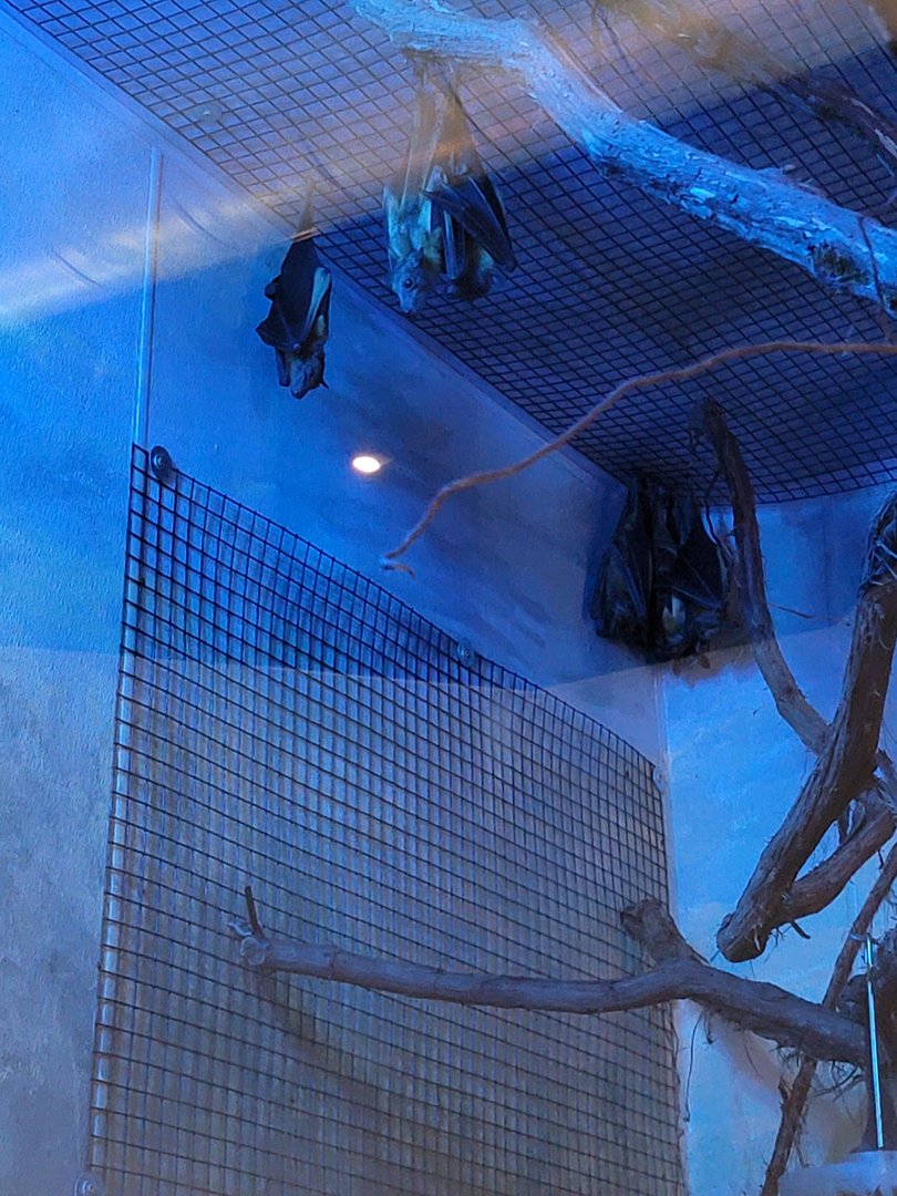 Elmwood Park - Straw-colored fruit bats