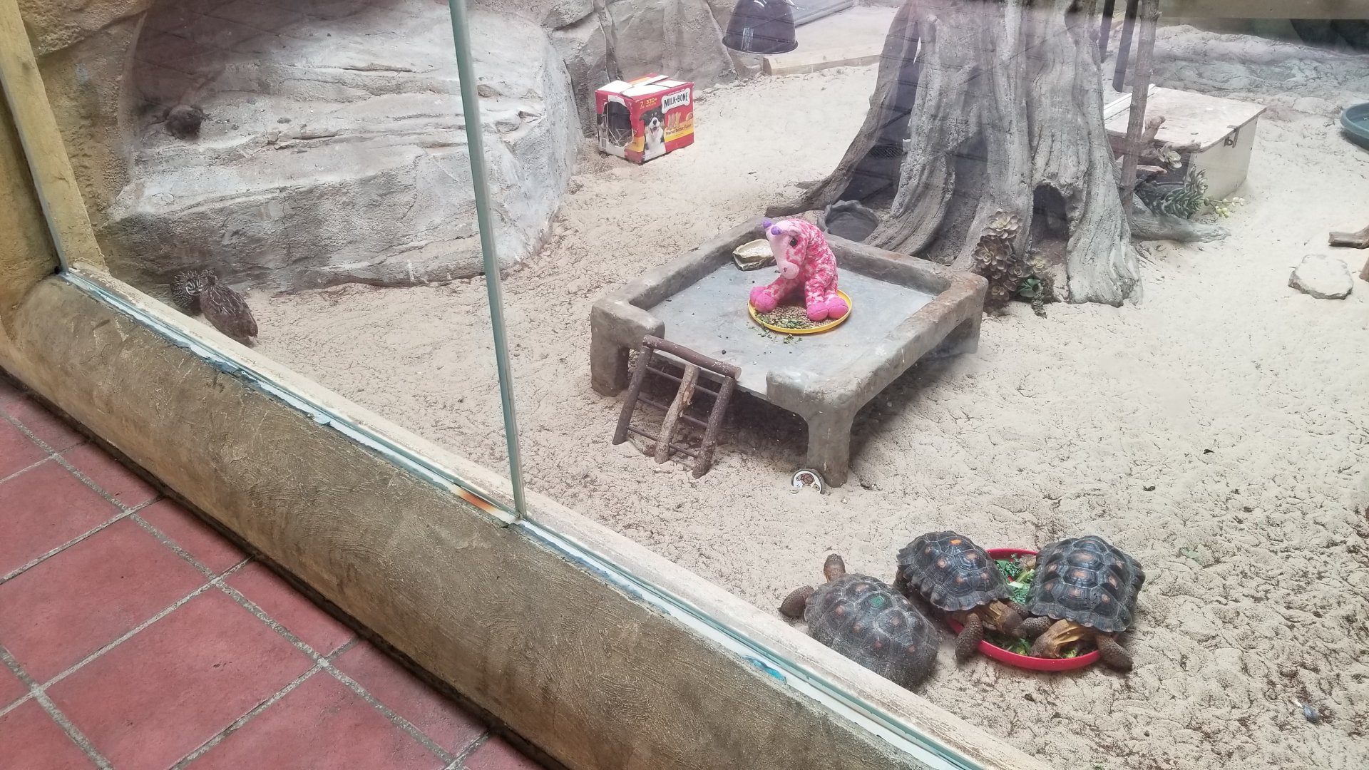 Elmwood Park - Trail of the Jaguar, Chuckwalla, desert tortoise, montezuma quail