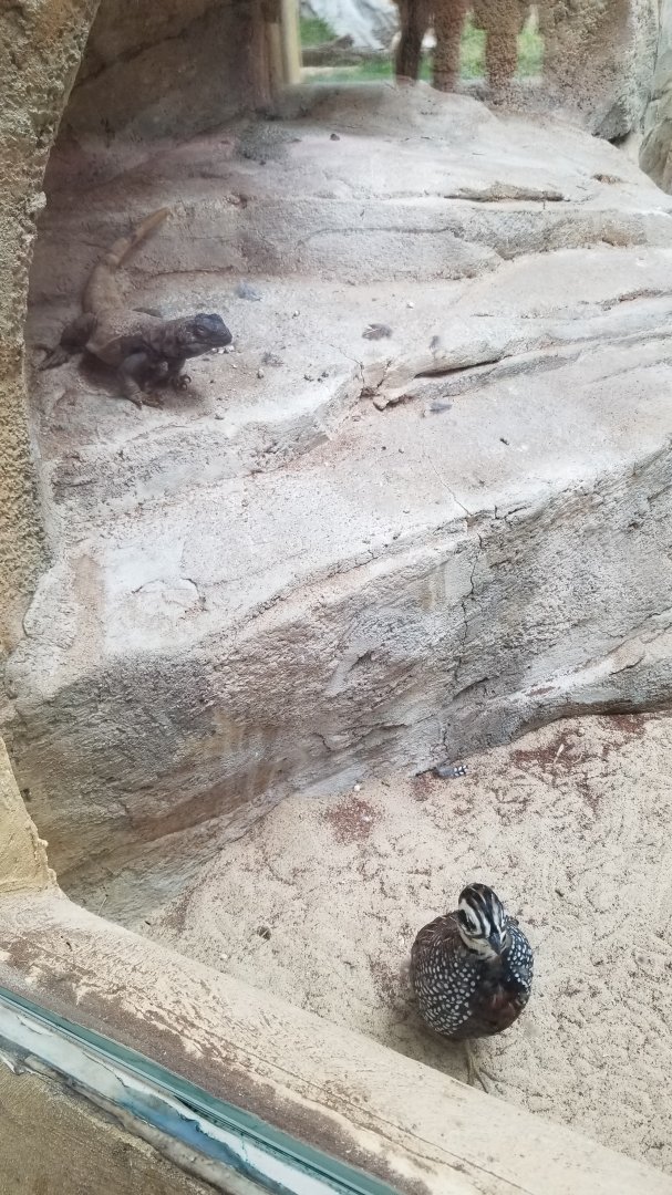 Elmwood Park - Trail of the Jaguar, Chuckwalla, montezuma quail