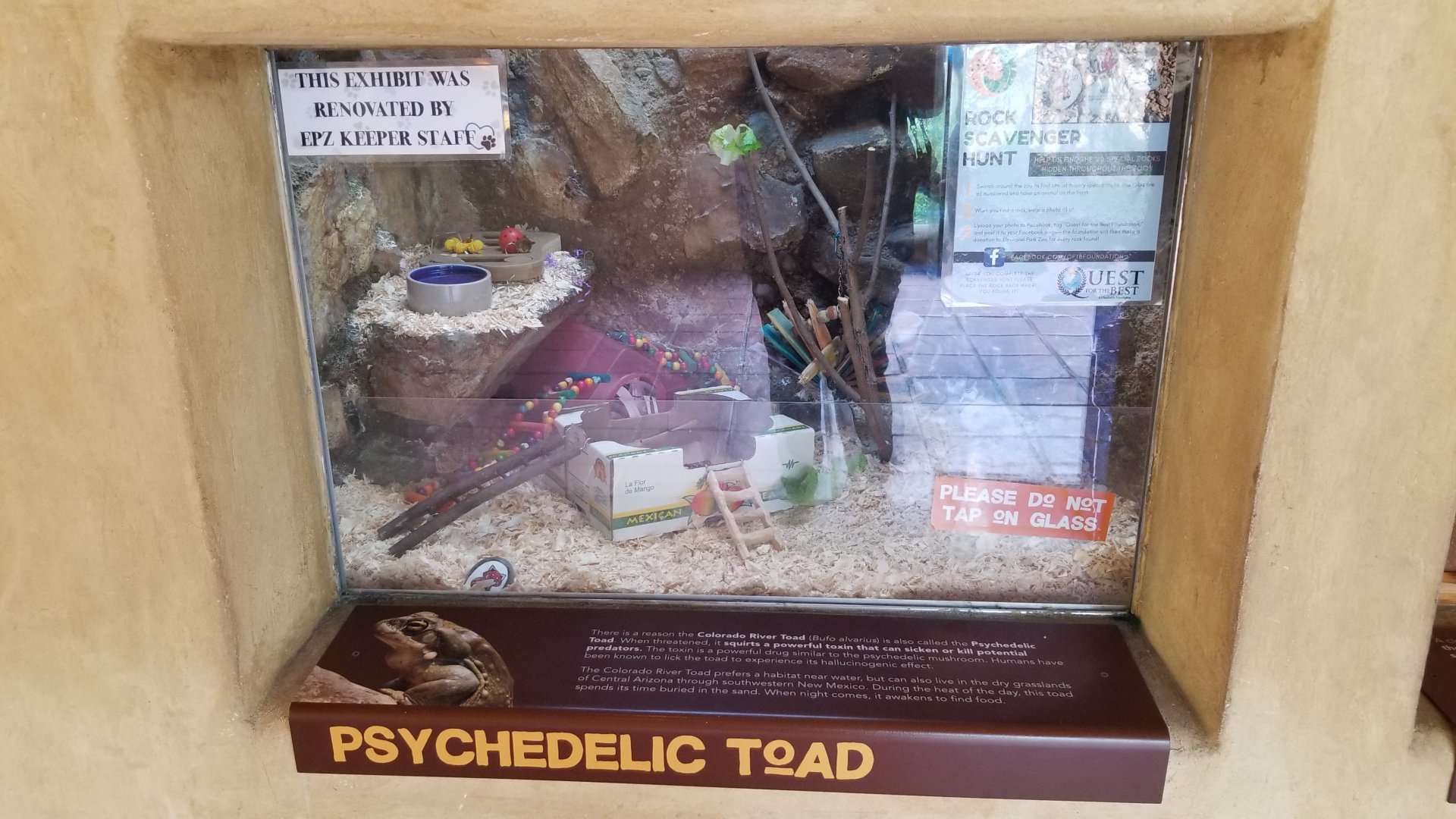 Elmwood Park - Trail of the Jaguar, Colorado river toad (with scavenger rock)