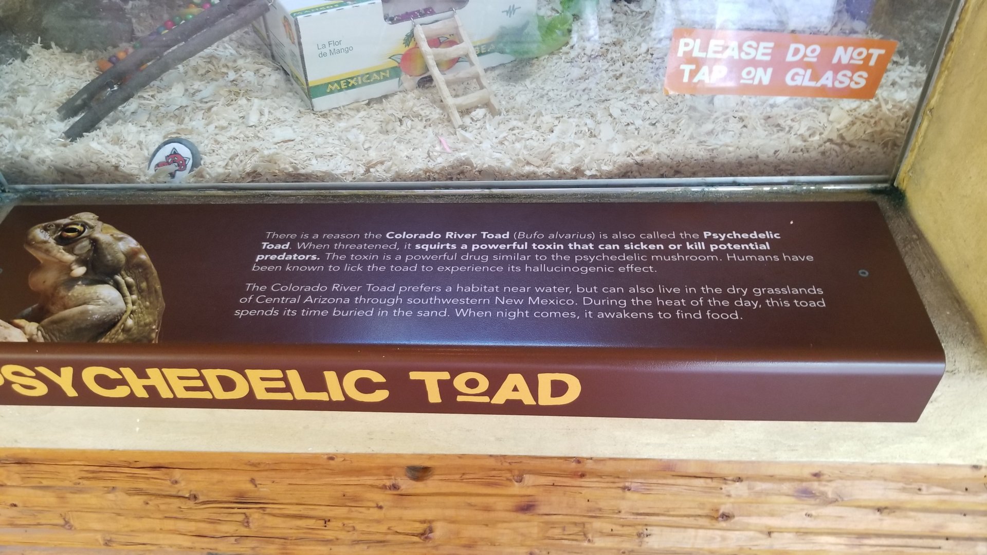 Elmwood Park - Trail of the Jaguar, Colorado river toad