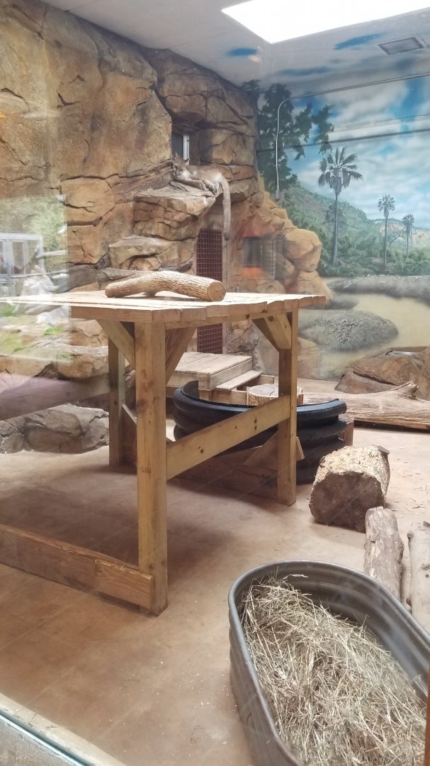 Elmwood Park - Trail of the Jaguar, Cougar indoor area