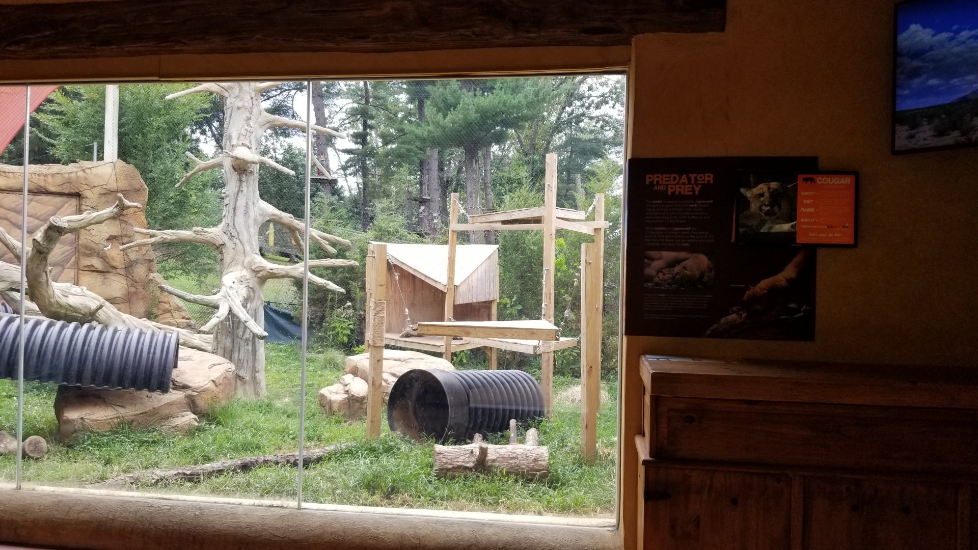 Elmwood Park - Trail of the Jaguar, Cougar