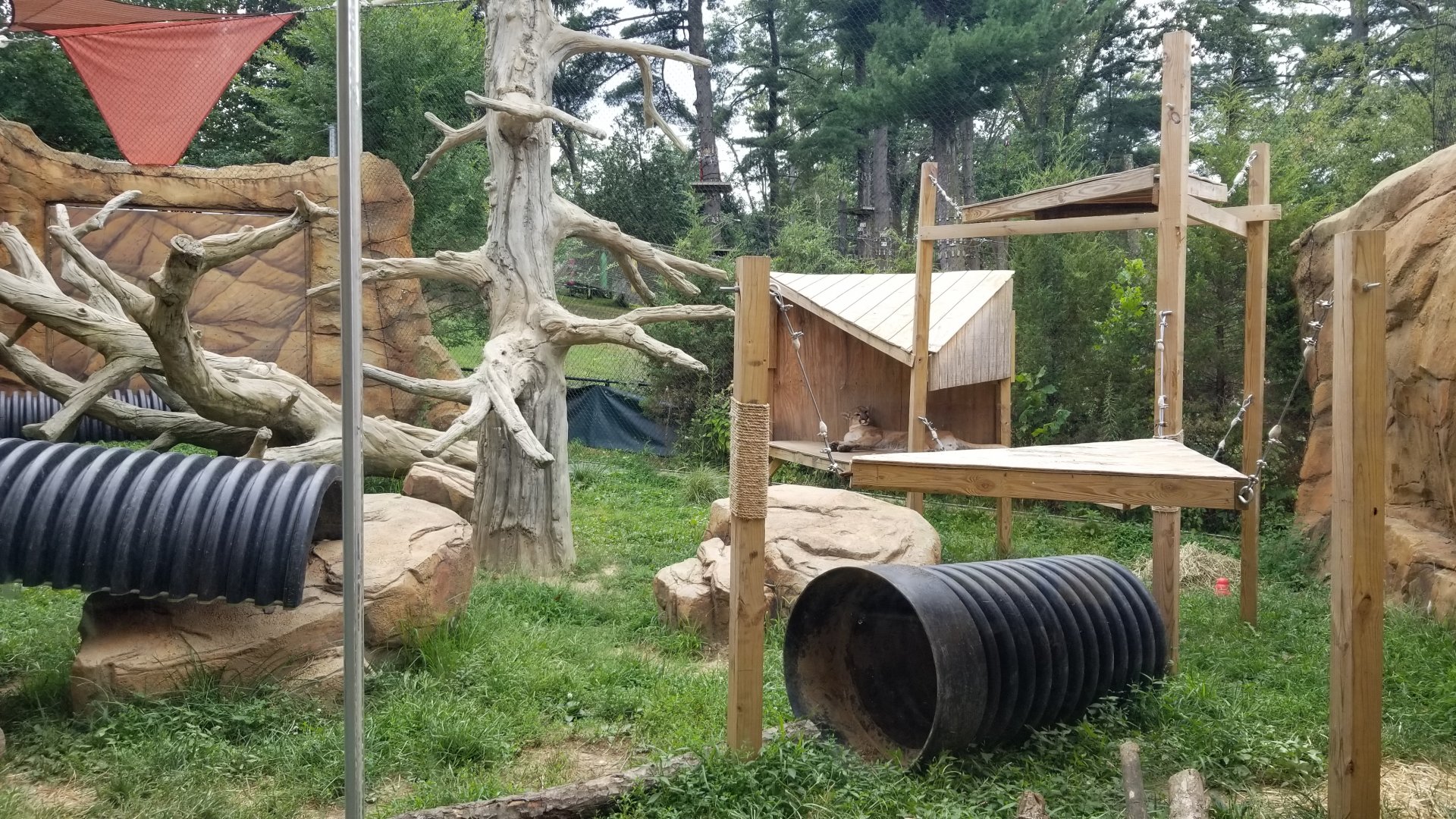 Elmwood Park - Trail of the Jaguar, Cougar