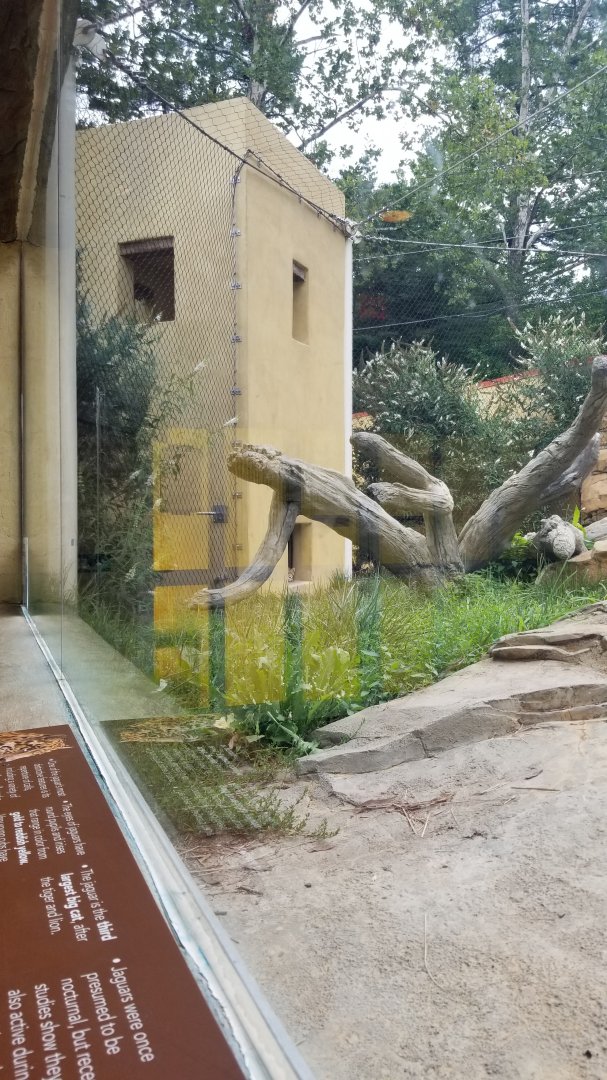 Elmwood Park - Trail of the Jaguar, Jaguar exhibit