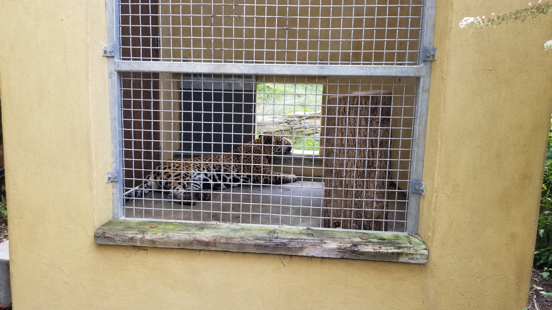 Elmwood Park - Trail of the Jaguar, Jaguar exhibit