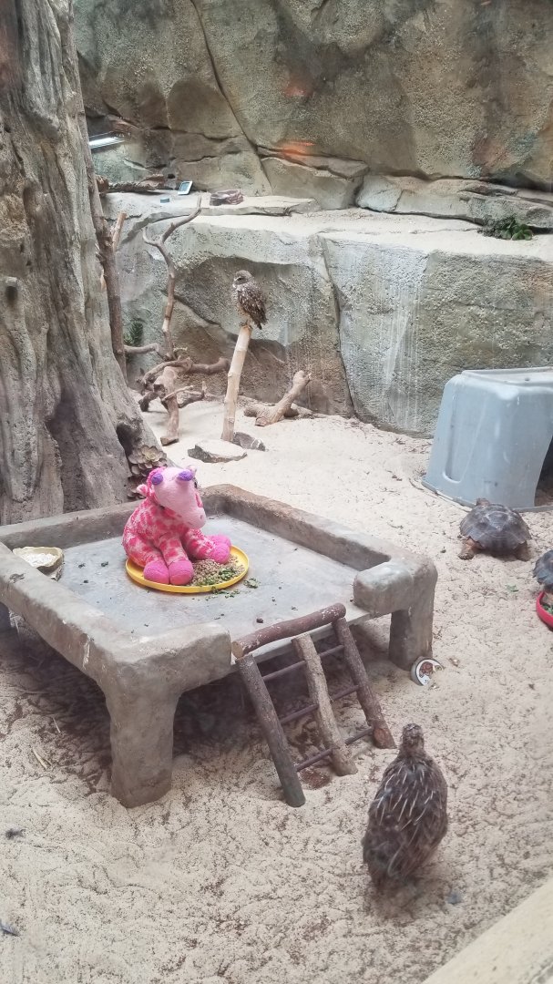 Elmwood Park - Trail of the Jaguar, montezuma quail, desert tortoise, burrowing owl (and scavenger rock)