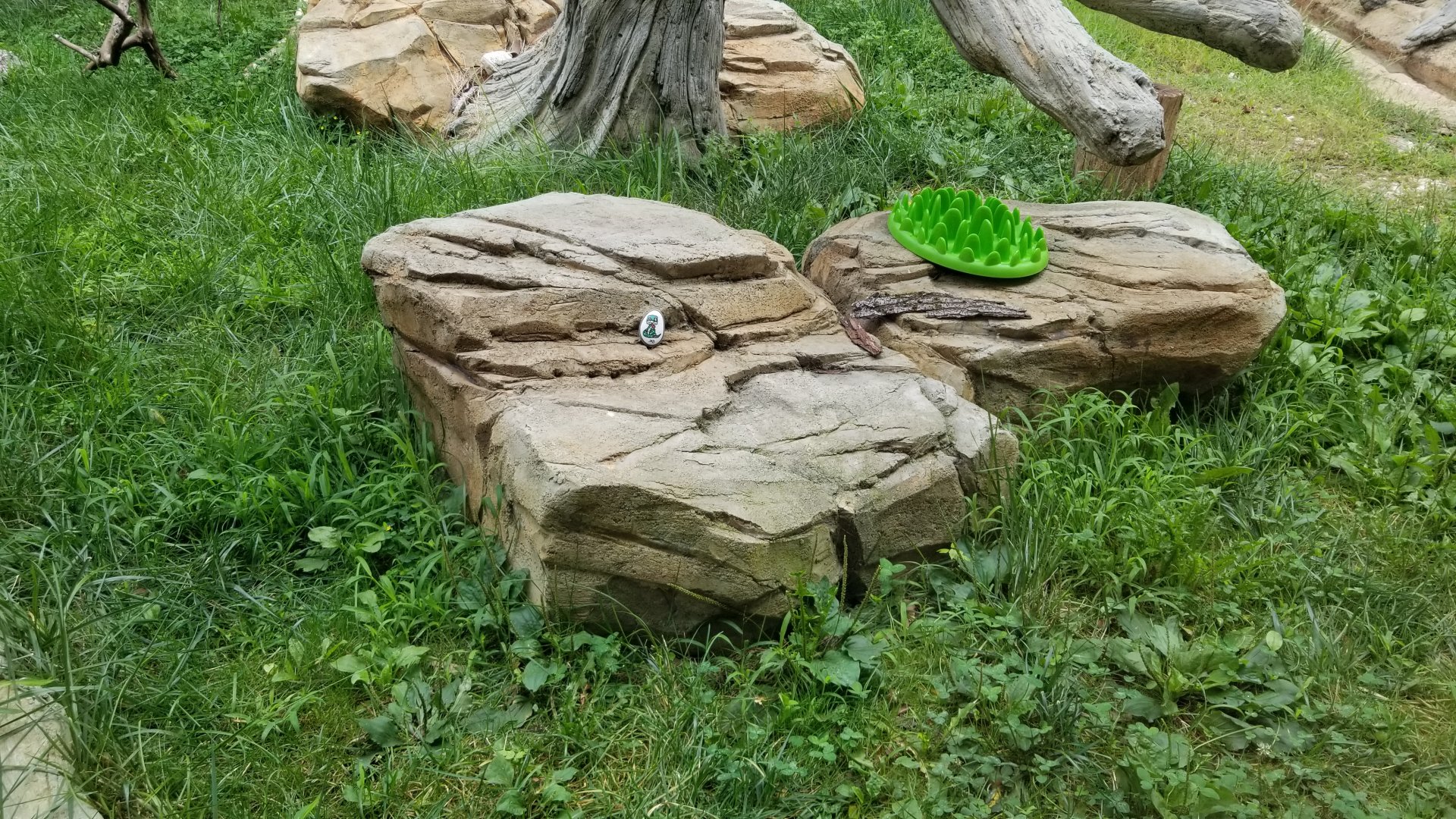 Elmwood Park - Trail of the Jaguar, Ocelot exhibit scavenger rock