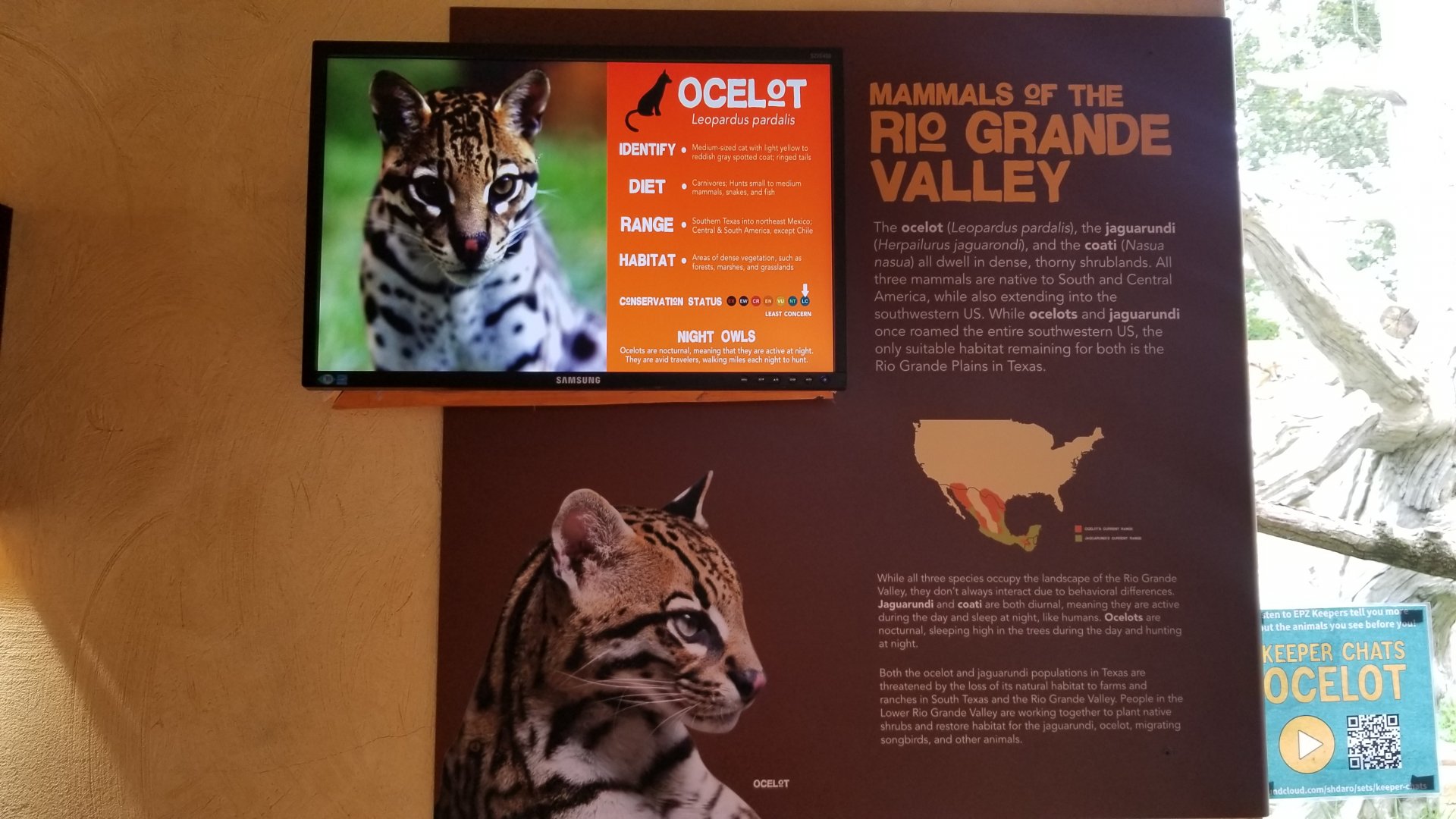 Elmwood Park - Trail of the Jaguar, Ocelot