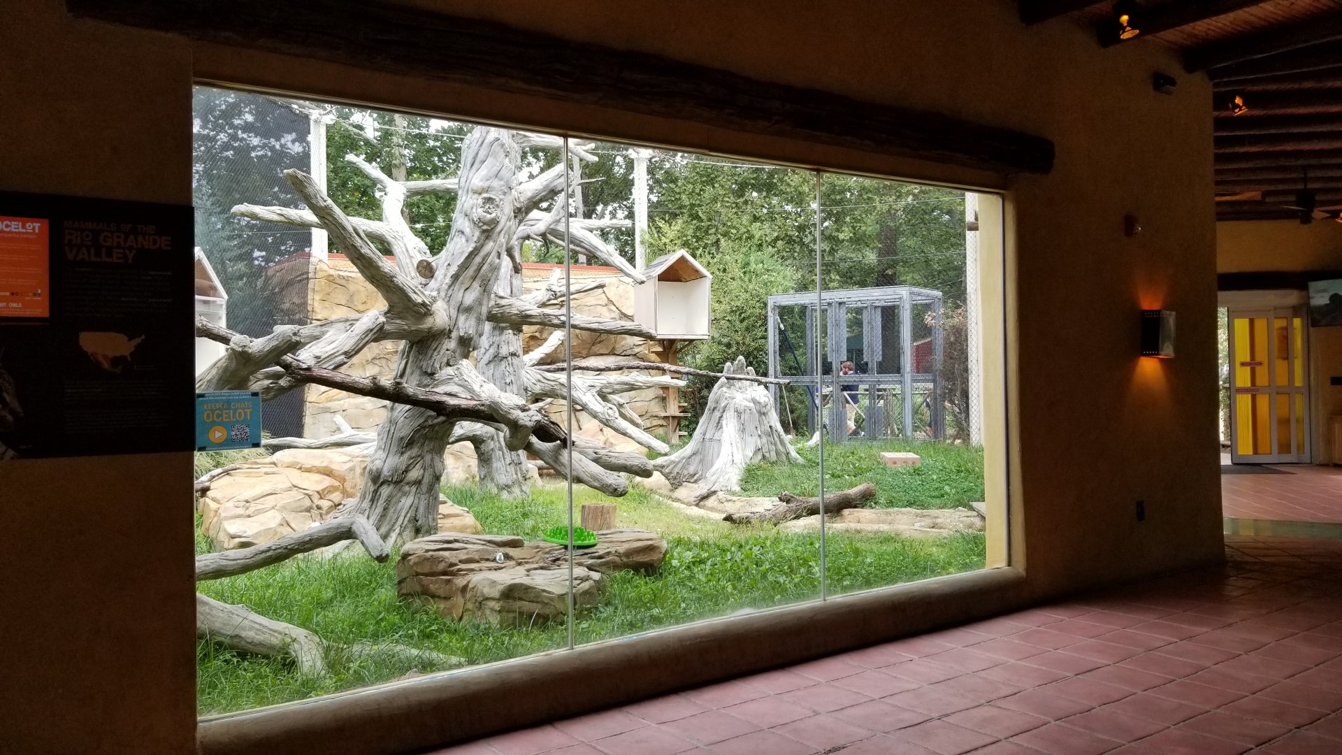 Elmwood Park - Trail of the Jaguar, Ocelot