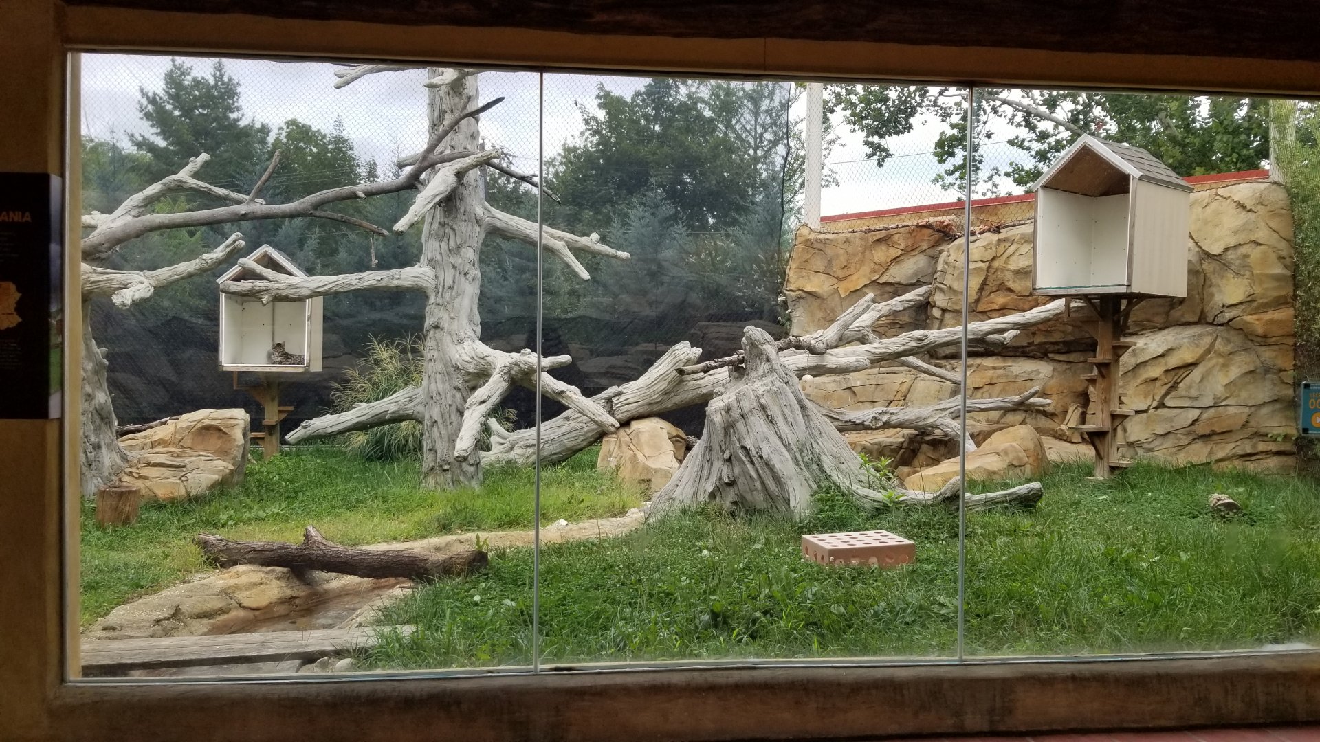 Elmwood Park - Trail of the Jaguar, Ocelot