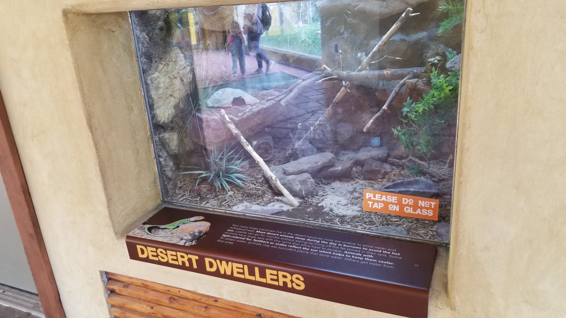 Elmwood Park - Trail of the Jaguar, Unsigned/unseen lizard?