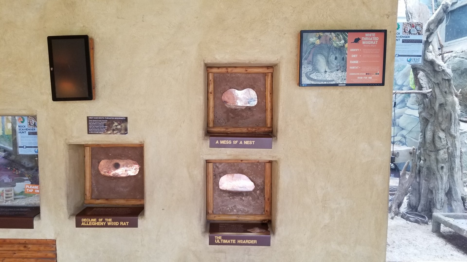 Elmwood Park - Trail of the Jaguar, Whitethroated Woodrat