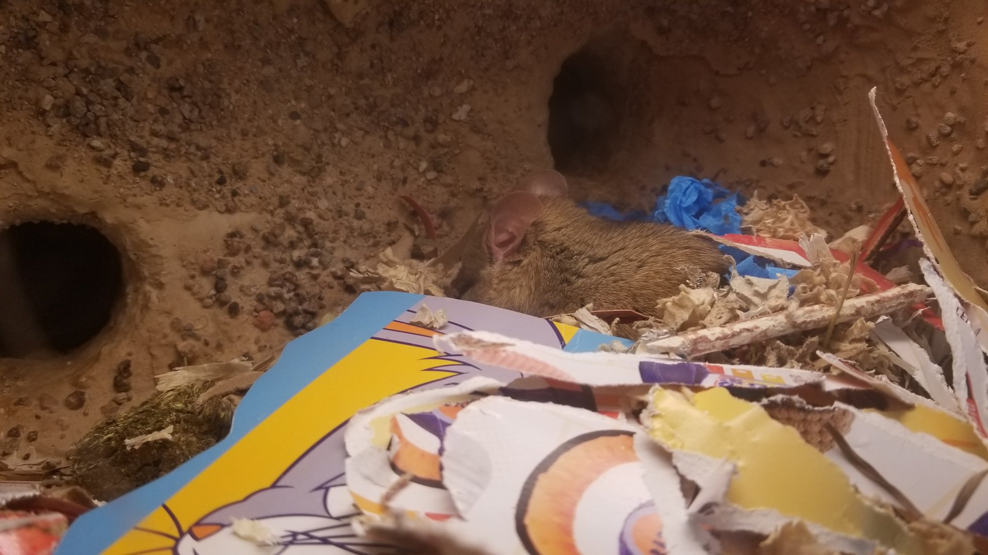 Elmwood Park - Trail of the Jaguar, Whitethroated Woodrat