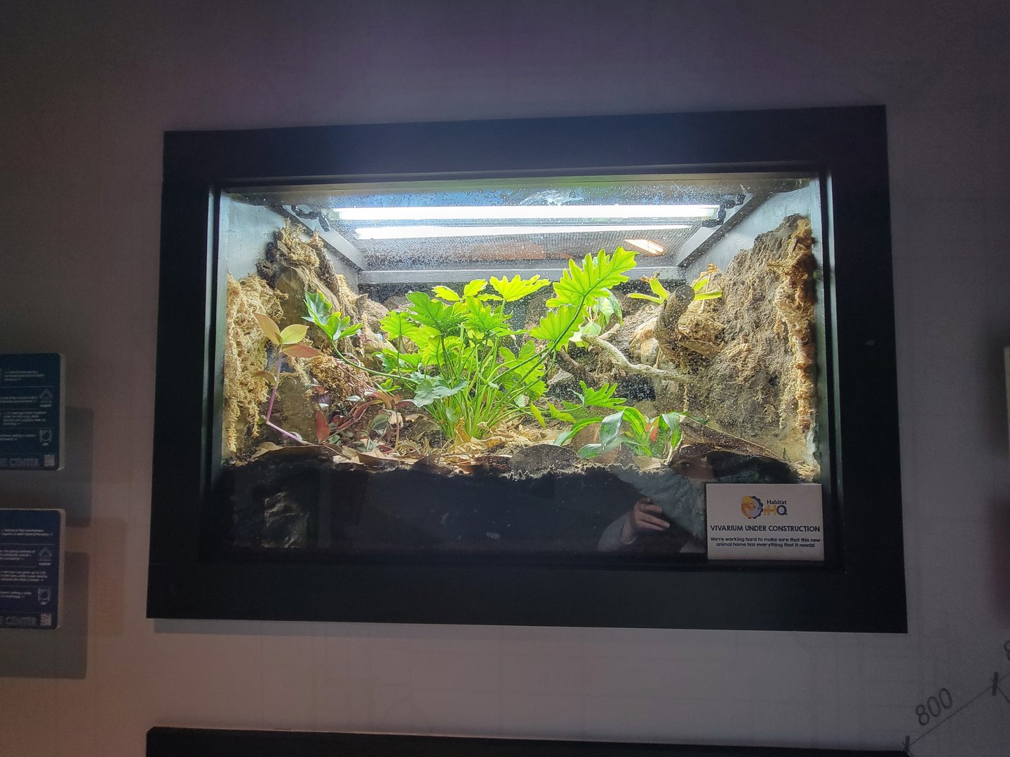 Elmwood Park - Under construction; Red-eyed tree frog, Borneo eared frog, Panamanian golden frog, green & black pdf