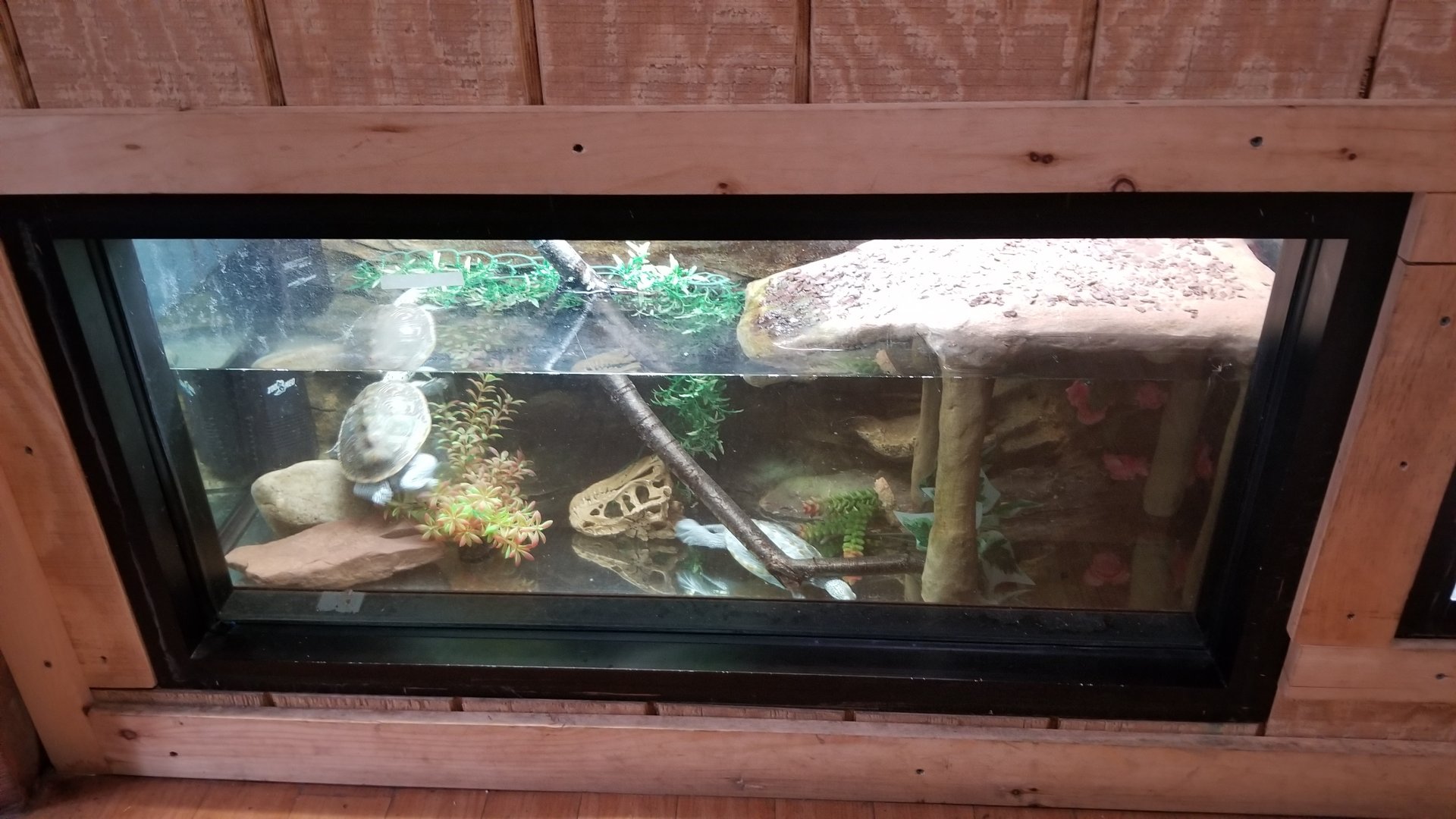 Elmwood Park - Unsigned turtles