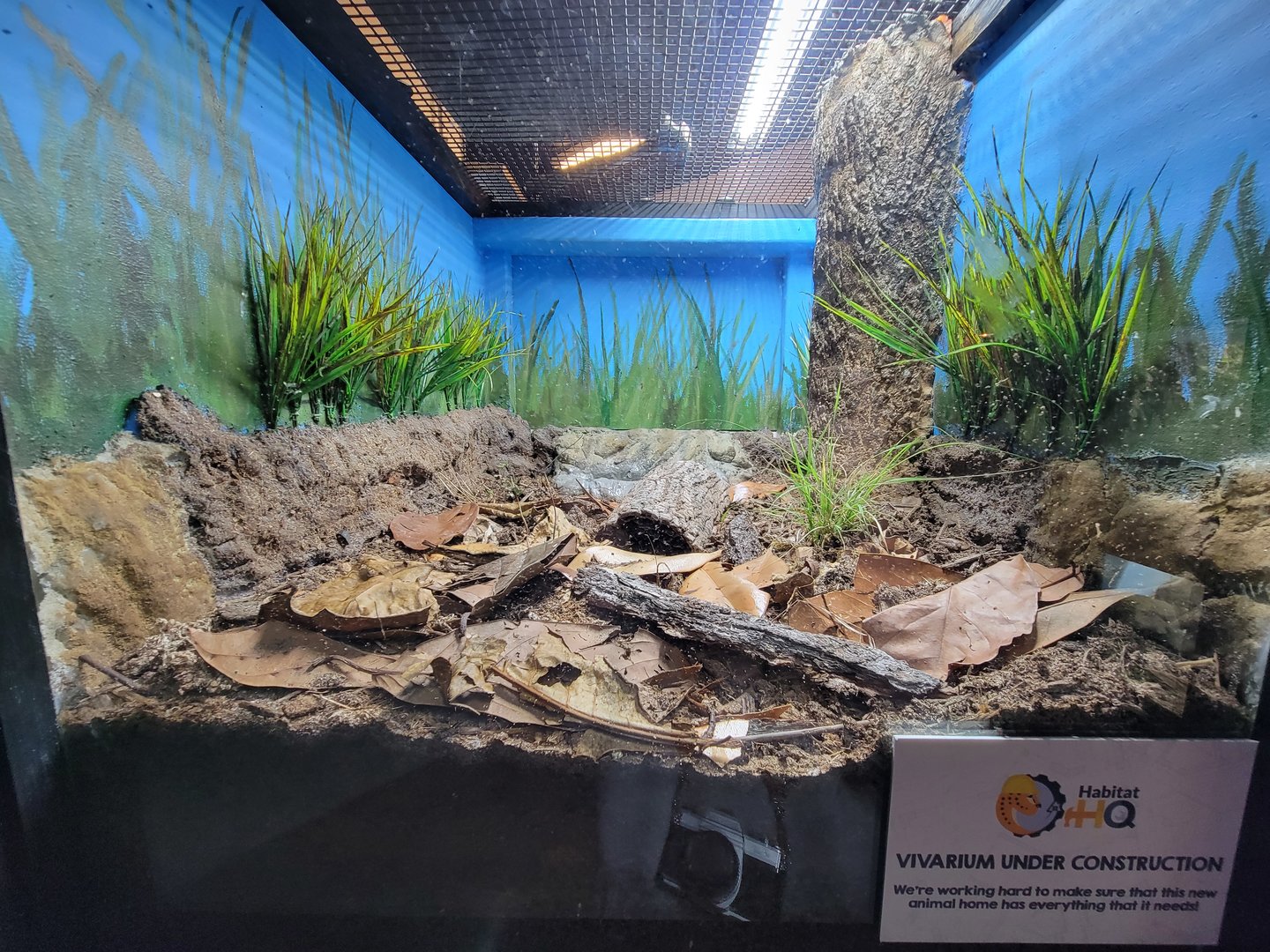 Elmwood Park - Western hognose snake