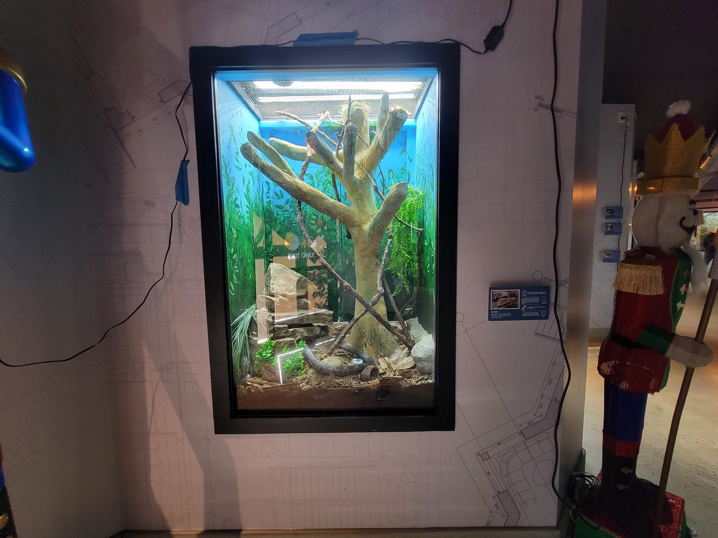 Elmwood Park - Western rat snake