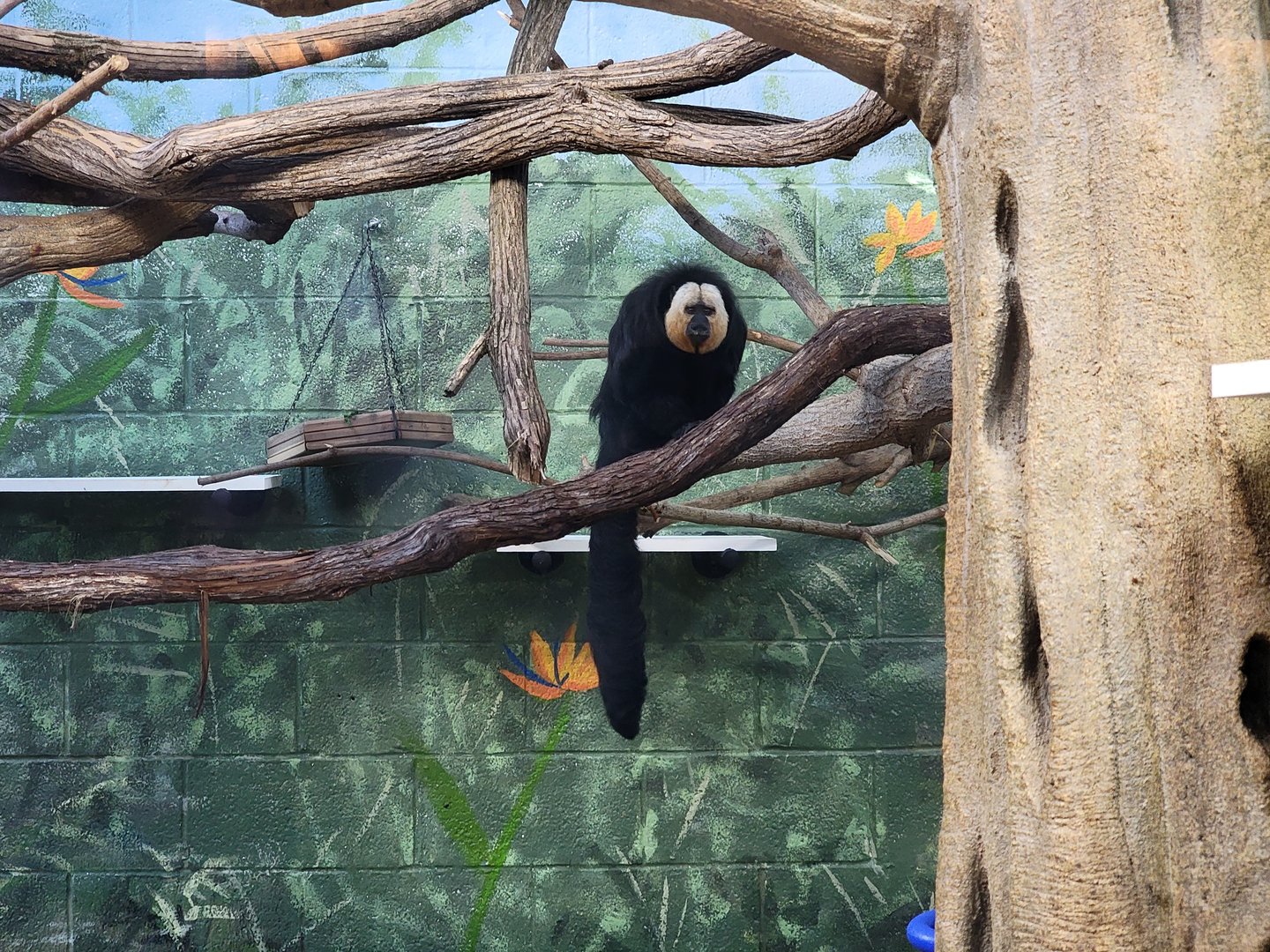 Elmwood Park - White-faced saki indoors