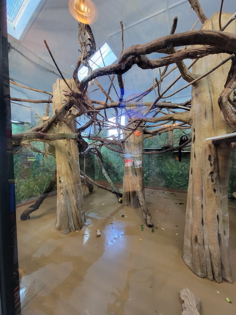 Elmwood Park - White-faced saki indoors