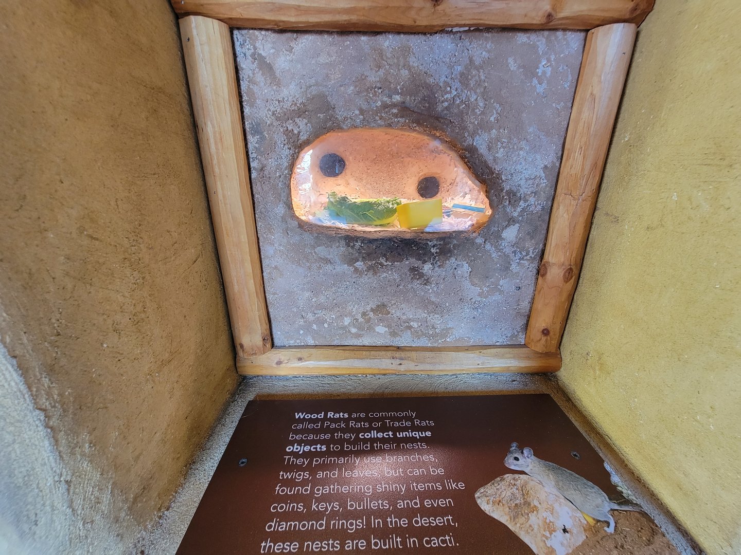 Elmwood Park - White-throated woodrat #2