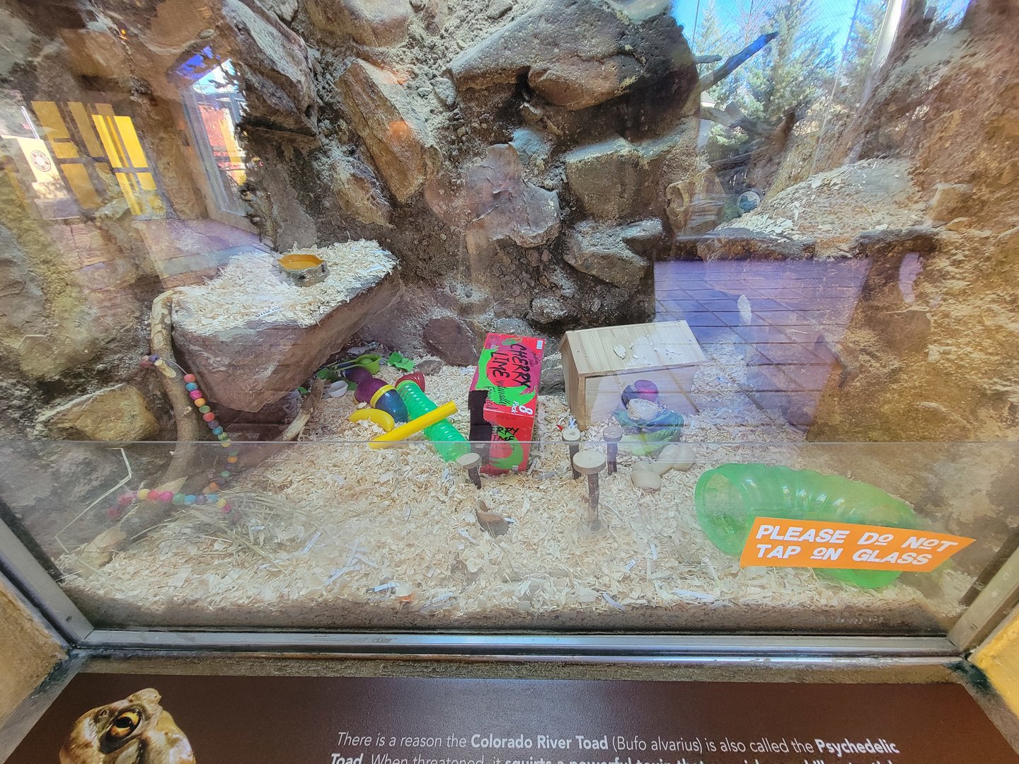 Elmwood Park - White-throated woodrat, main exhibit