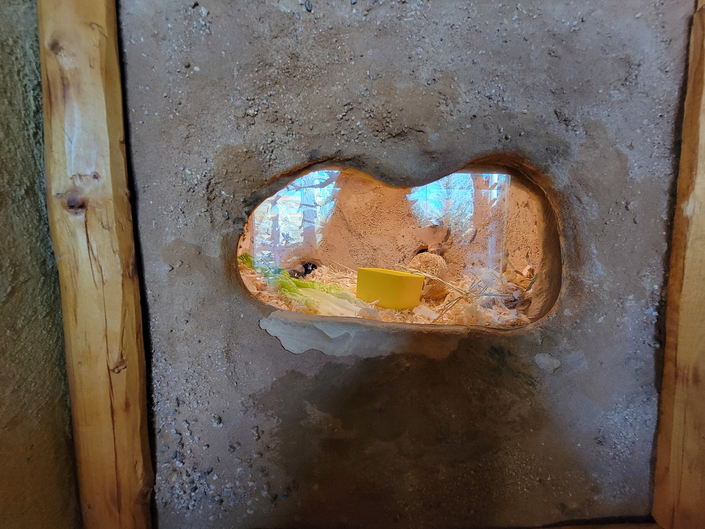 Elmwood Park - White-throated woodrat window #1