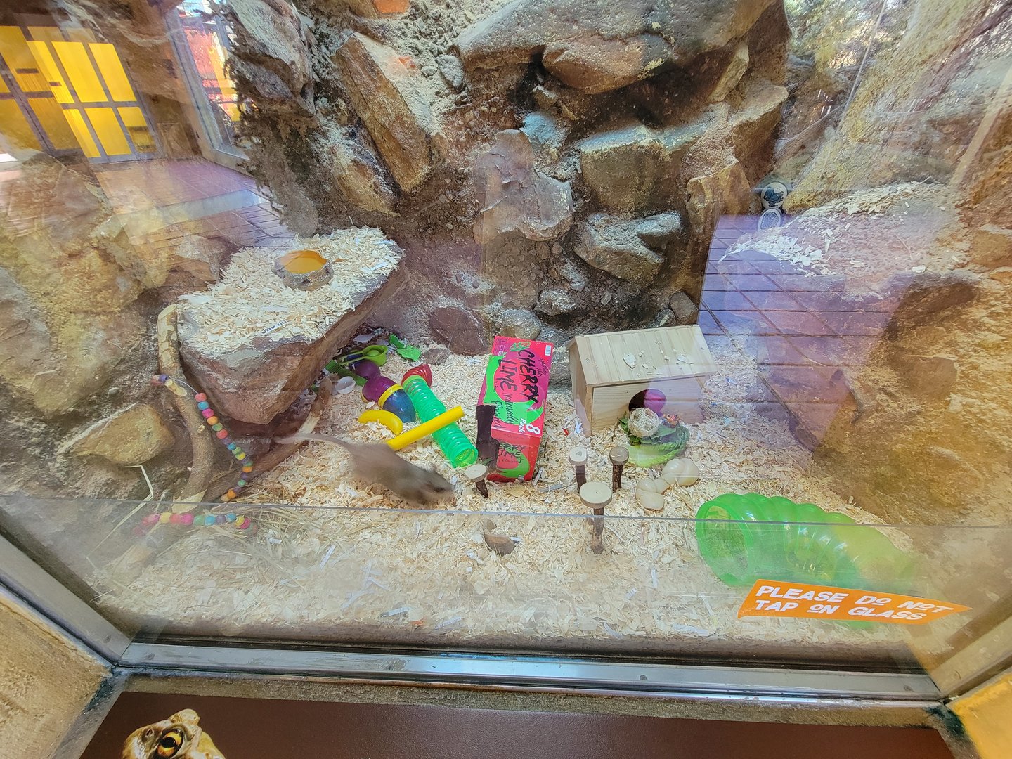 Elmwood Park - White-throated woodrat zoomies