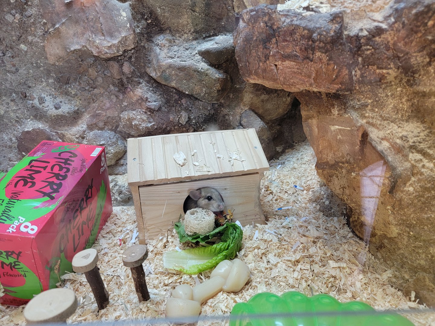 Elmwood Park - White-throated woodrat