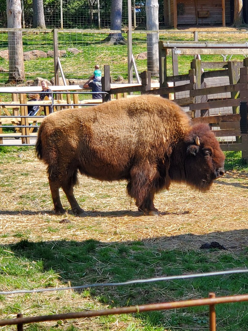 Elmwood Park Zoo (2022) - American Bison