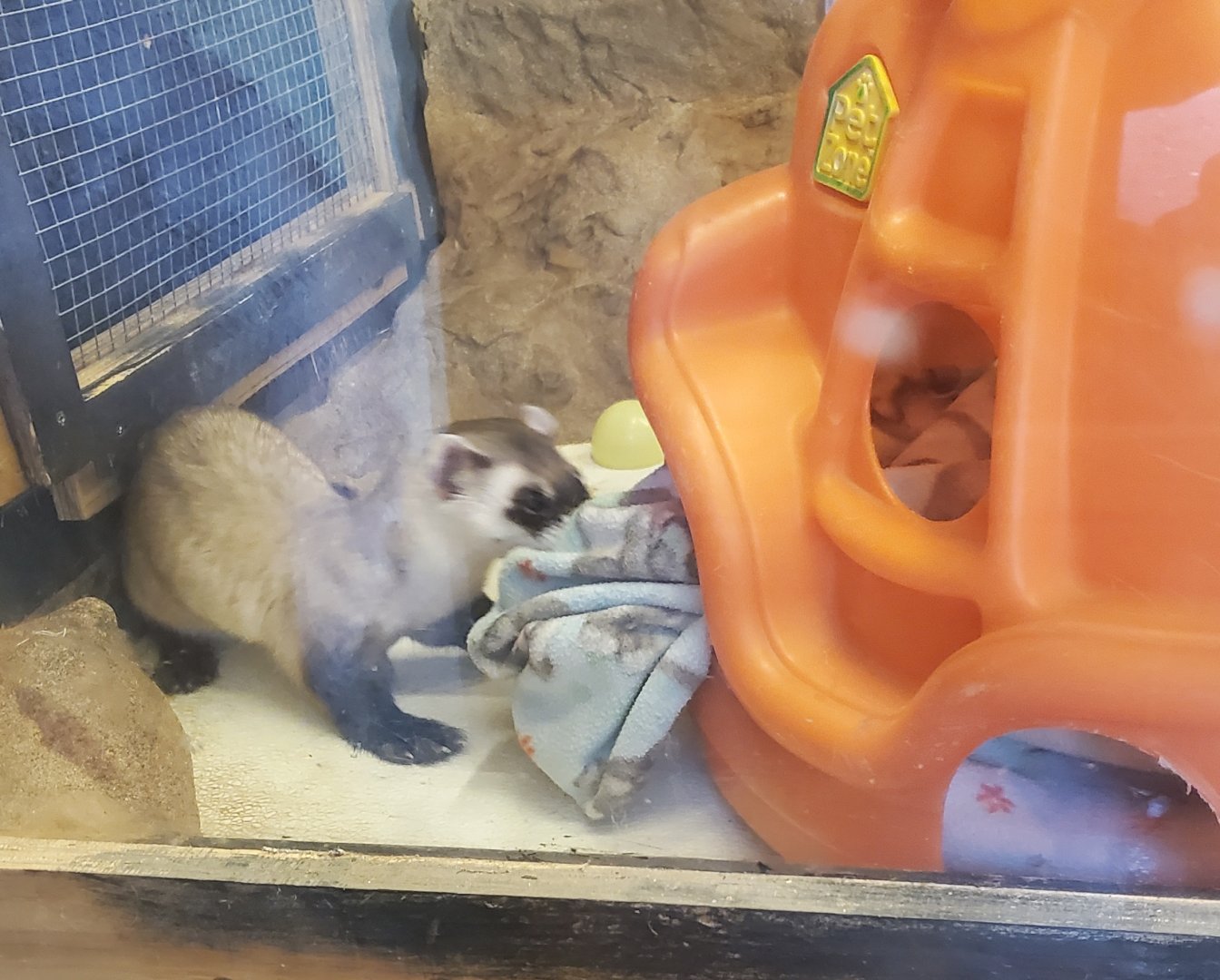 Elmwood Park Zoo (2022) - Black-footed Ferret