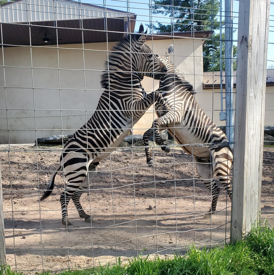 Elmwood Park Zoo (2022) - Hartmann's Mountain Zebra