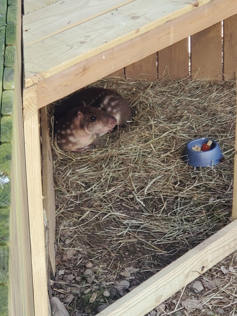 Elmwood Park Zoo (2022) - Lowland Paca