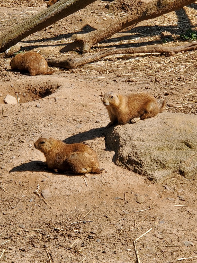 Elmwood Park Zoo (2022) - Prairie Dogs